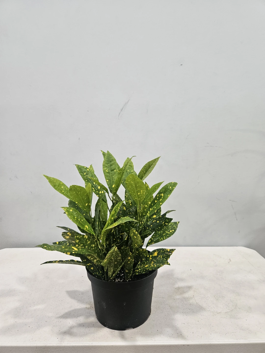 Assorted  indoor Tropical Plants ($15 each pot) - photo 5
