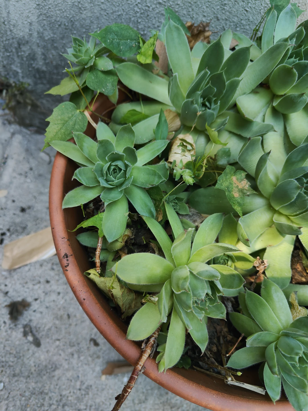 Hens and Chicks Succulent Planter - photo 2