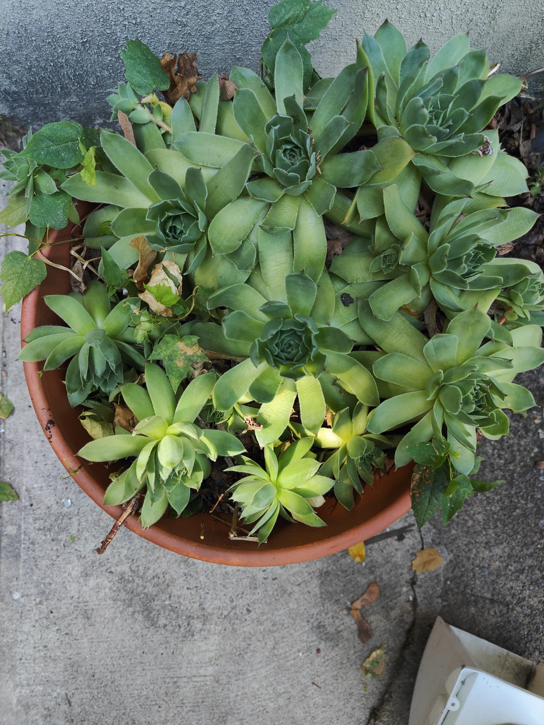 Hens and Chicks Succulent Planter - photo 3