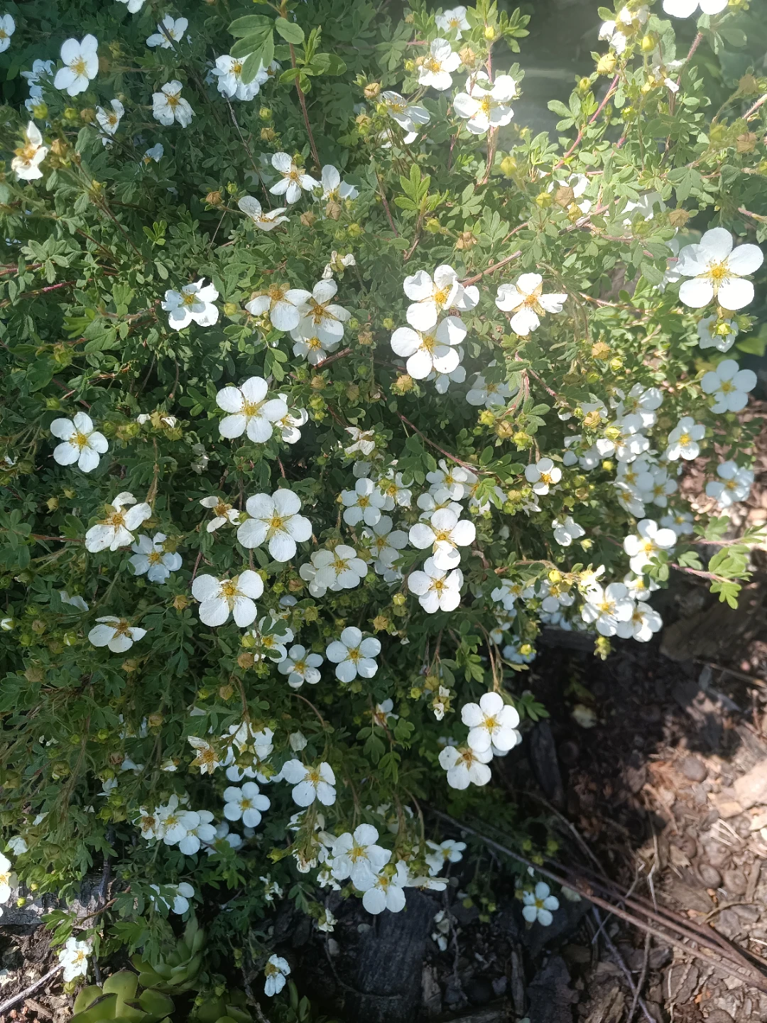 White Potentilla Shrub