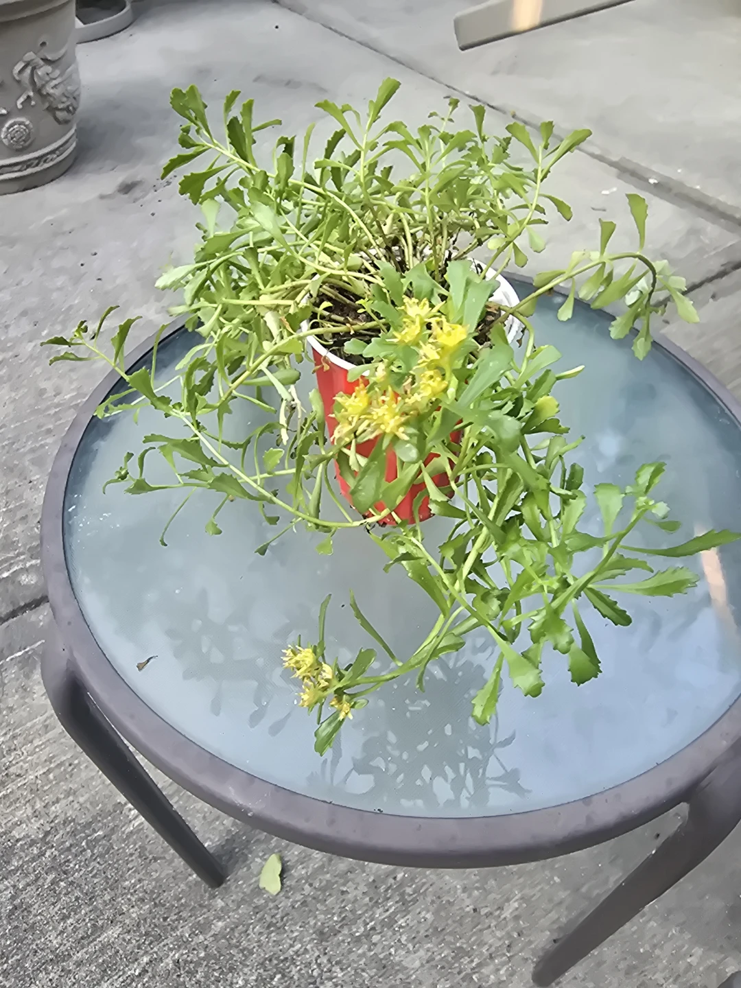 Sedum plant with yellow flowers - photo 5