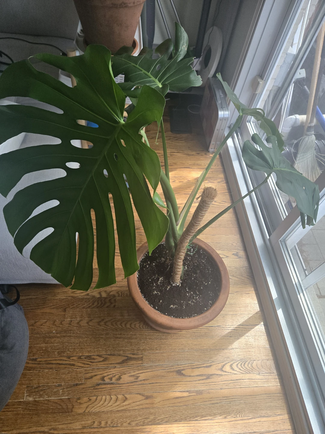 Monstera Plant in Terracotta Pot