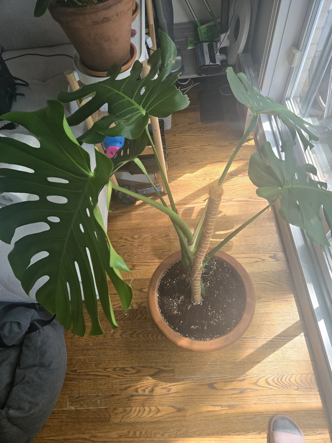 Monstera Plant in Terracotta Pot - photo 2