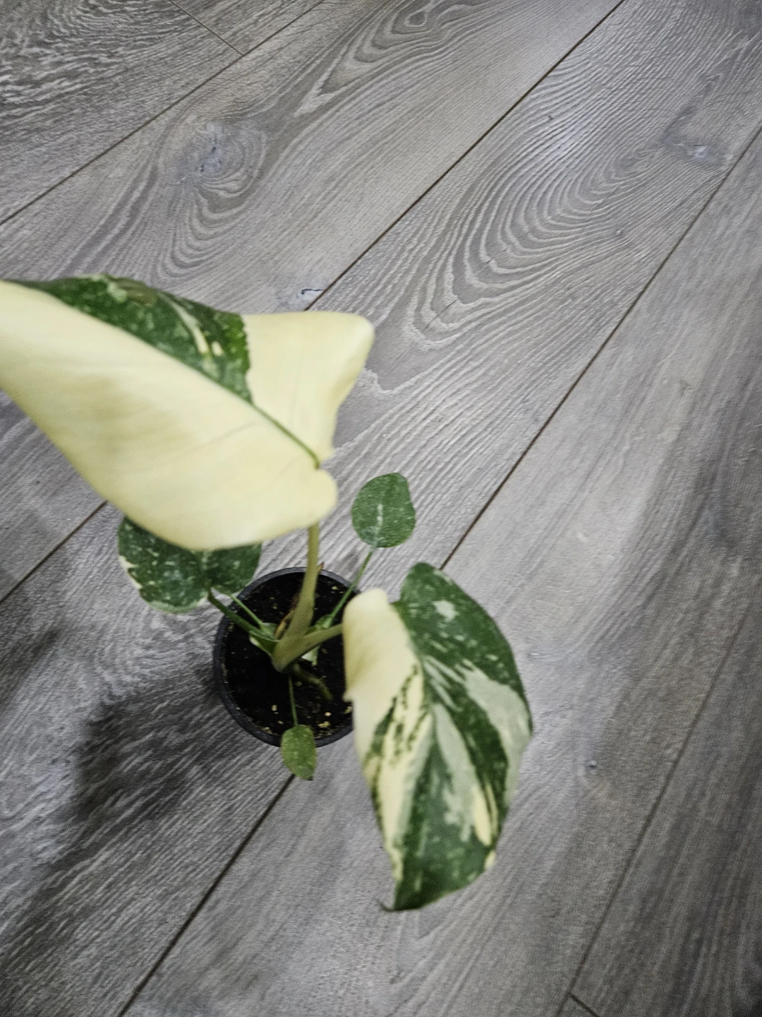 Variegated Monstera thaii Plant