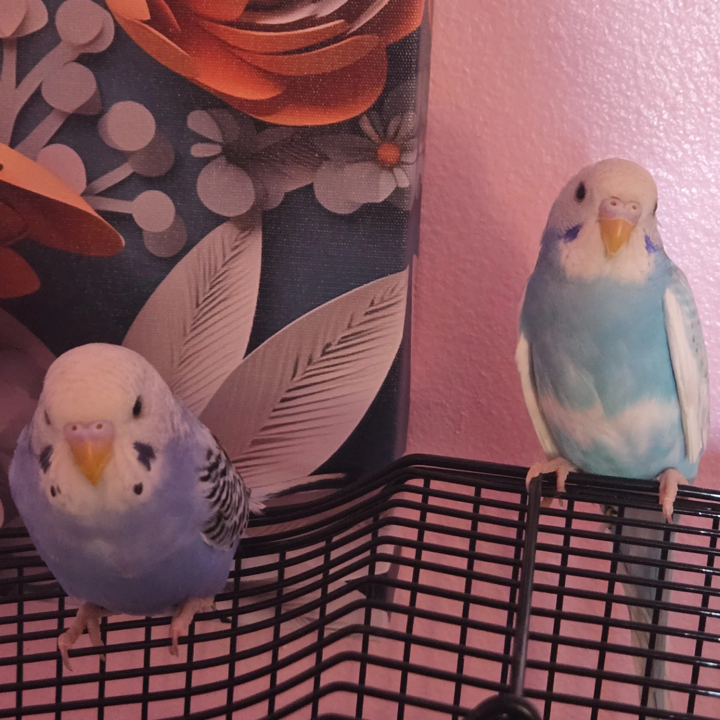 Baby male fancy budgie .