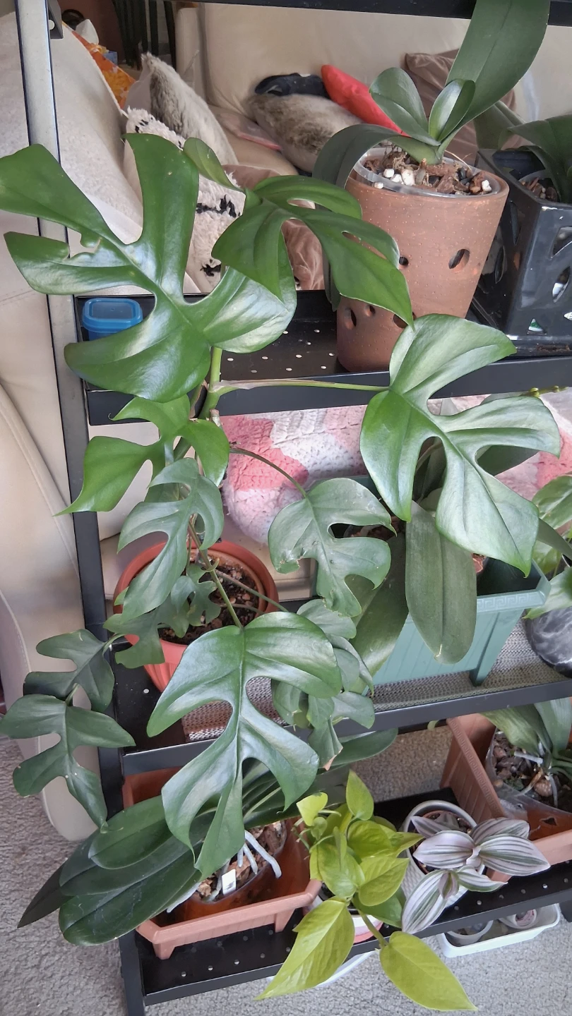 Rhaphidophora Tetrasperma Plant