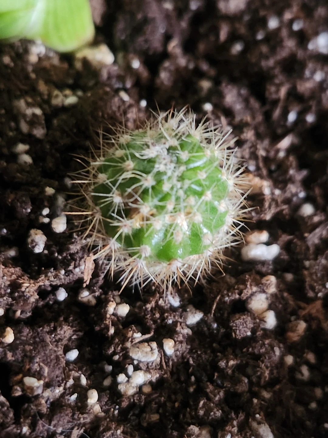 Tiny Cactus Plant - photo 2