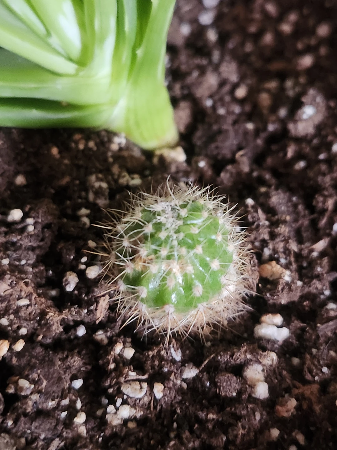 Tiny Cactus Plant - photo 3