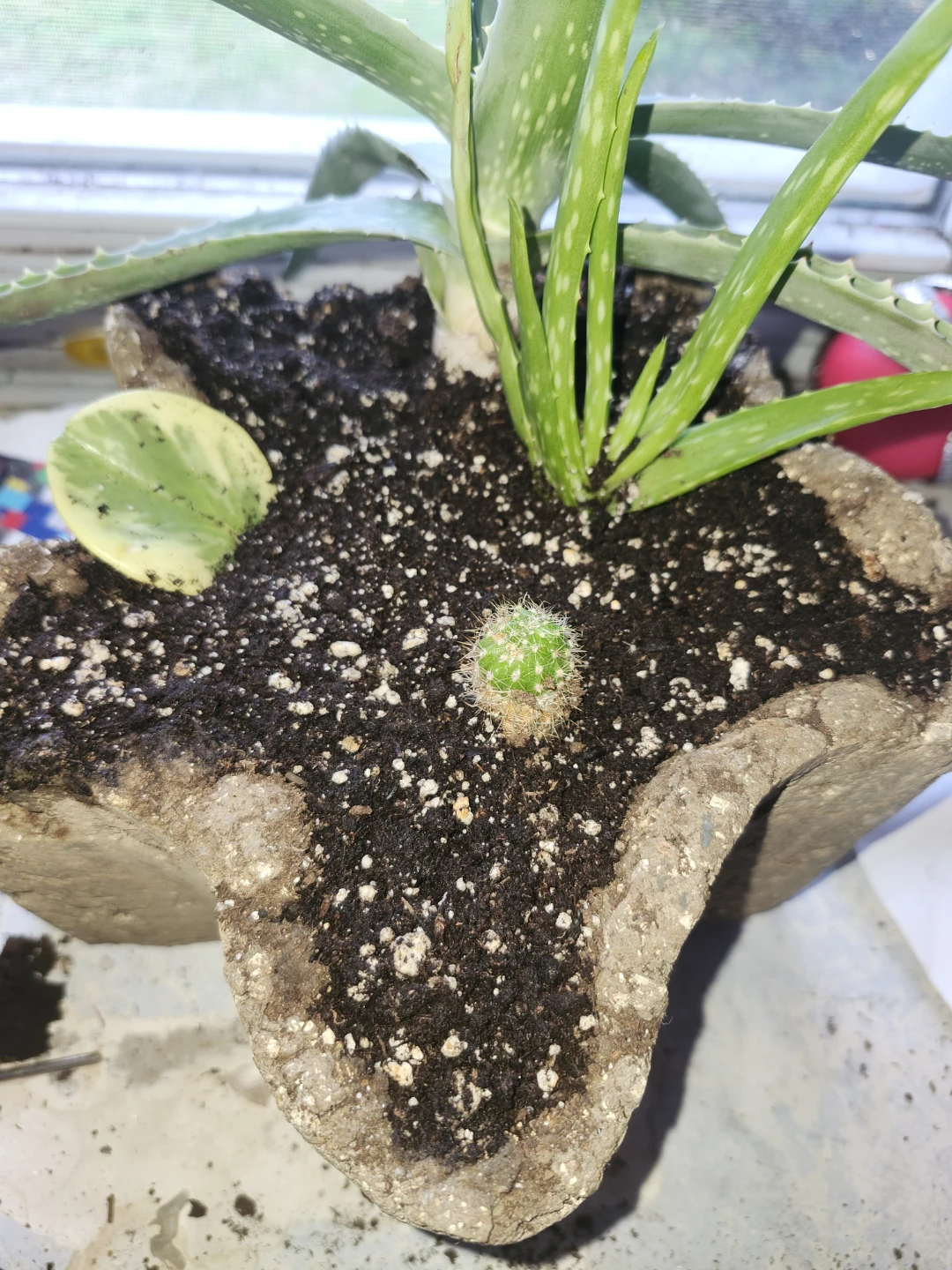 Tiny Cactus Plant - photo 4