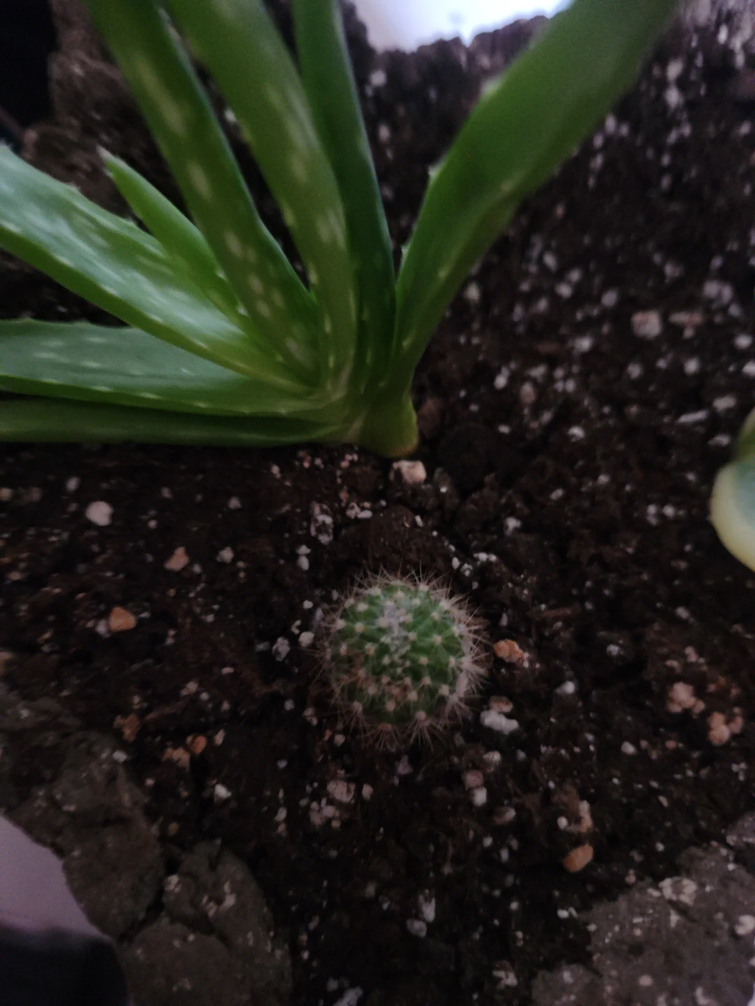 Tiny Cactus Plant