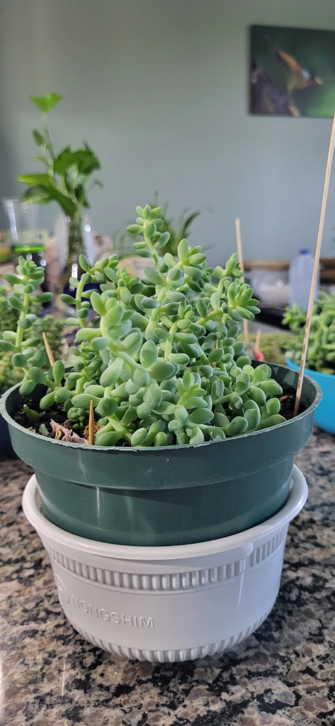 Burro's Tails - photo 3