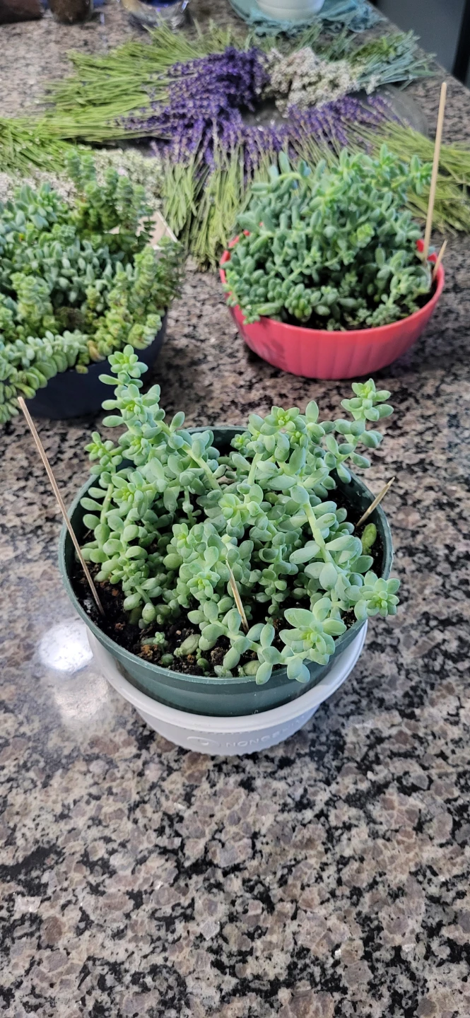 Burro's Tails - photo 5