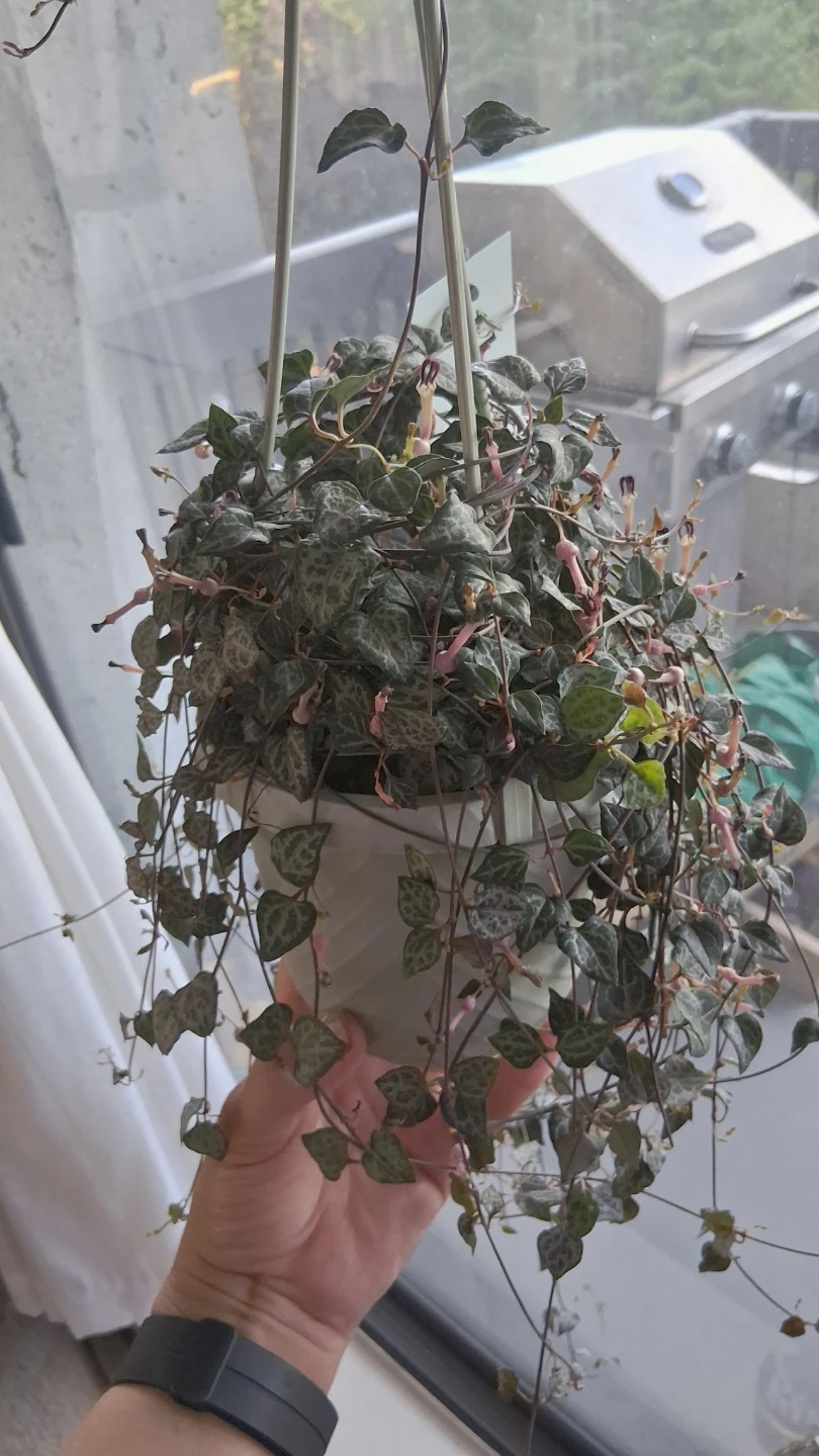 Ceropegia Woodii (String of Hearts) - photo 2