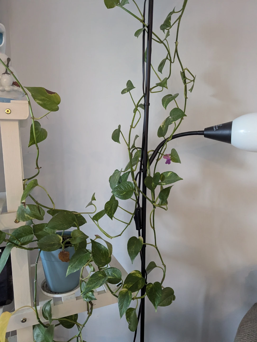 Pothos Plant