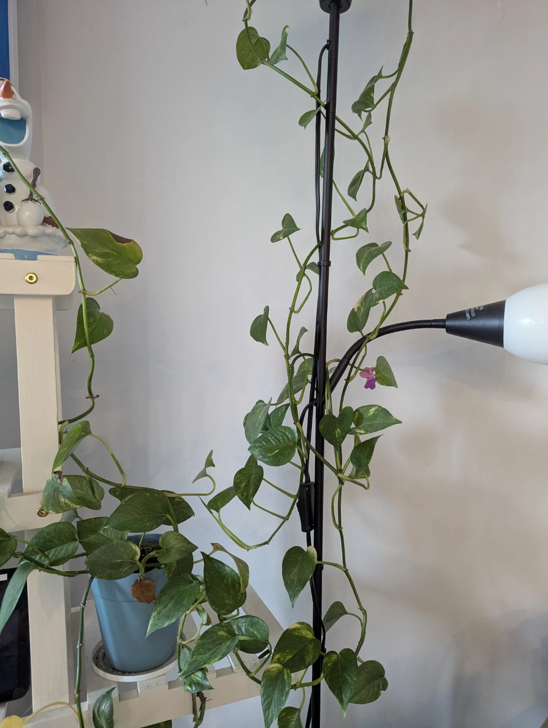 Pothos Plant - photo 2