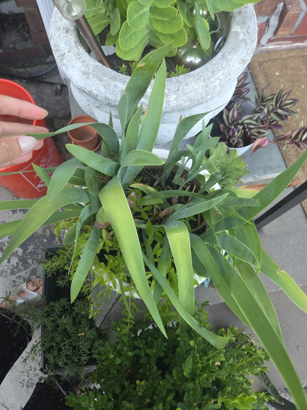 Potted Tall Green Plant white flower - photo 2