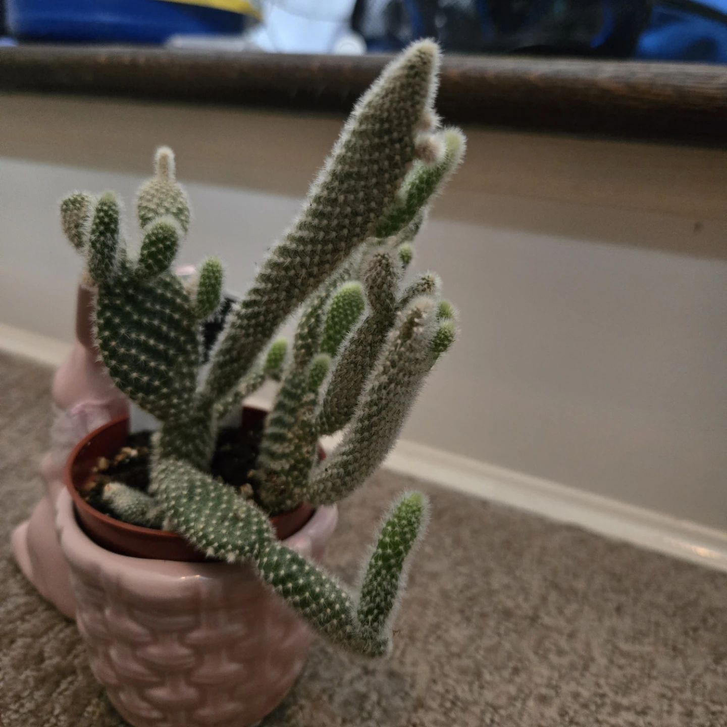 Small Pink Bunny Planter with Bunny Cactus - photo 3