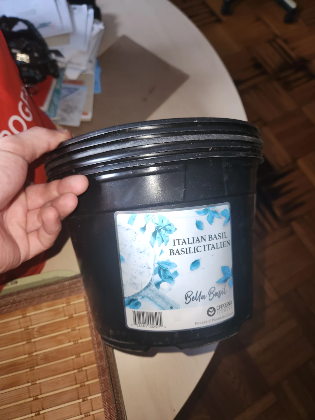5 Italian Basil large Planter Pots