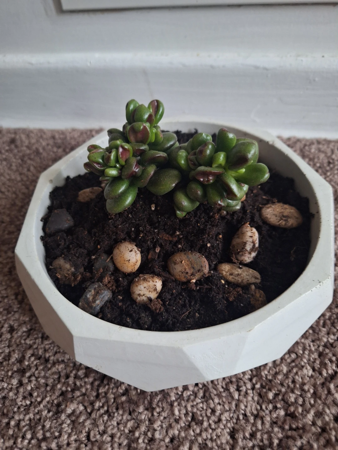 Gollum Jade Plant in Geometric Pot