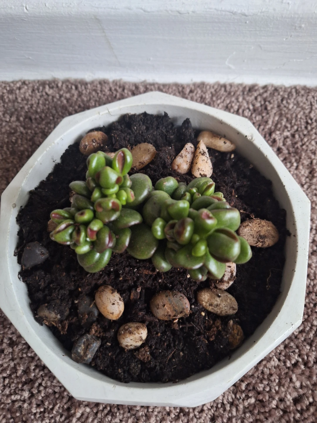 Gollum Jade Plant in Geometric Pot - photo 2