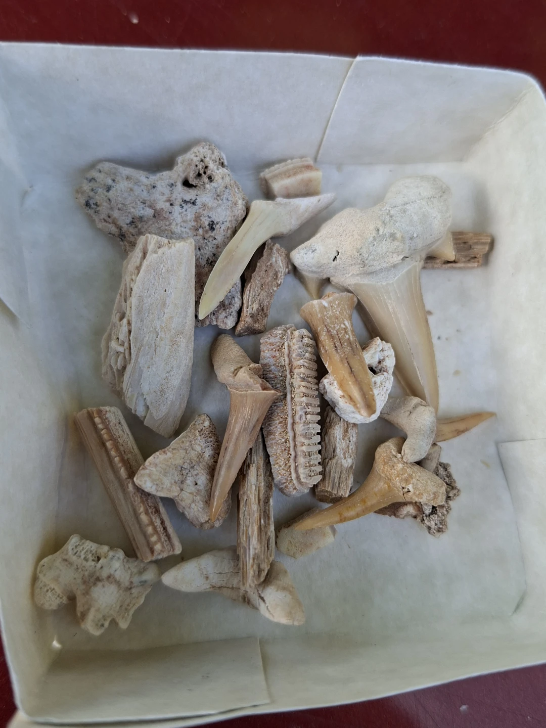 Authentic collection of prehistoric marine fossils