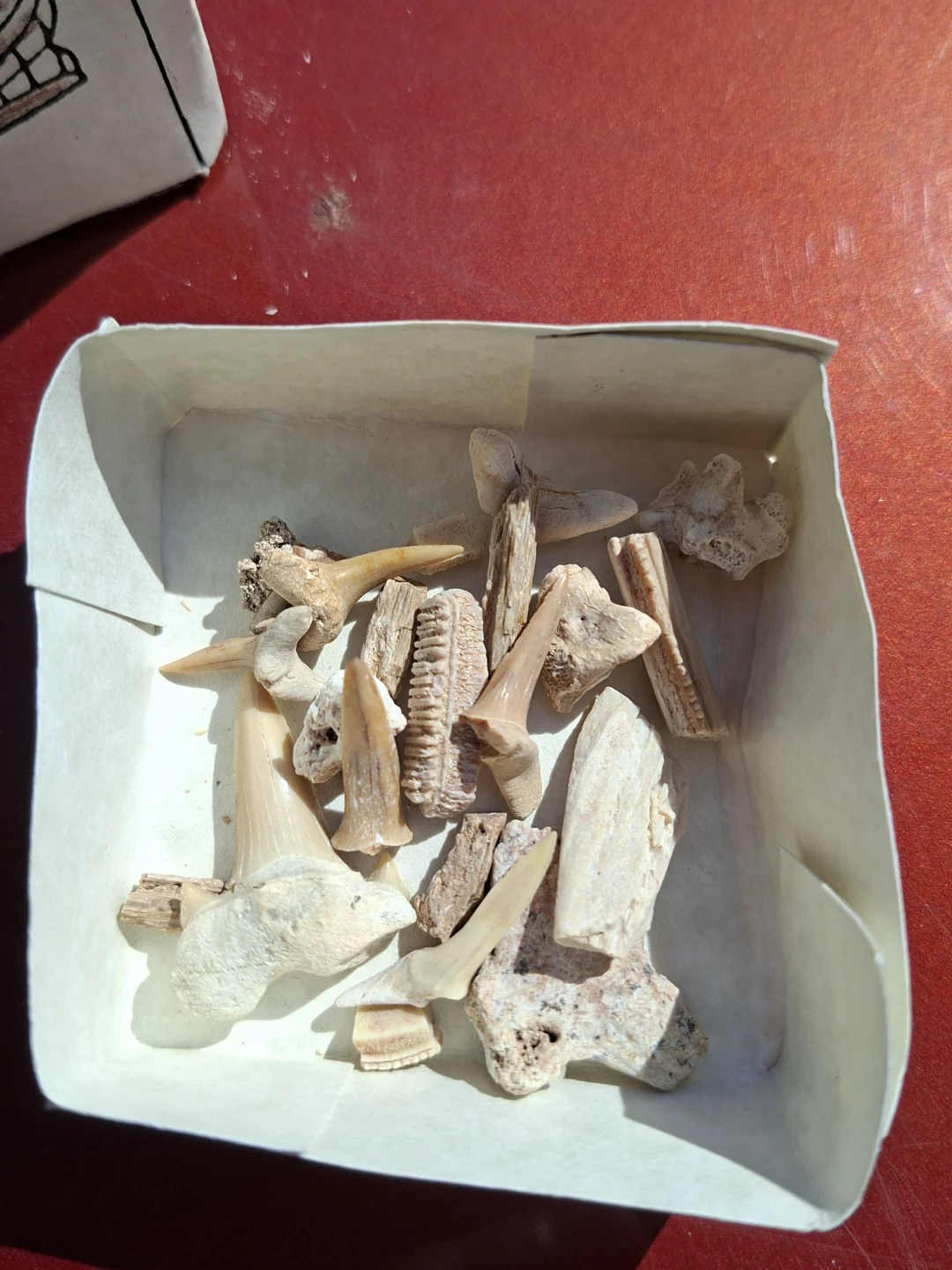 Authentic collection of prehistoric marine fossils - photo 2