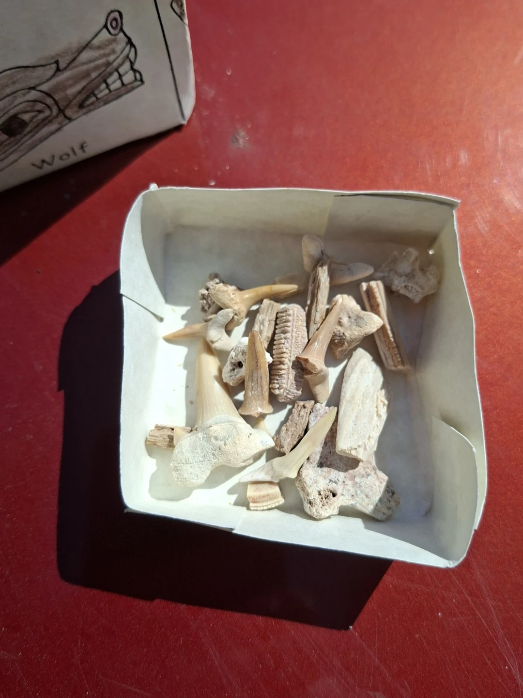 Authentic collection of prehistoric marine fossils - photo 3