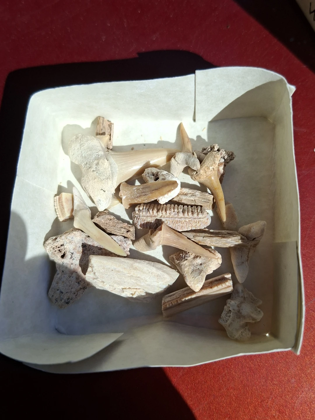 Authentic collection of prehistoric marine fossils - photo 4