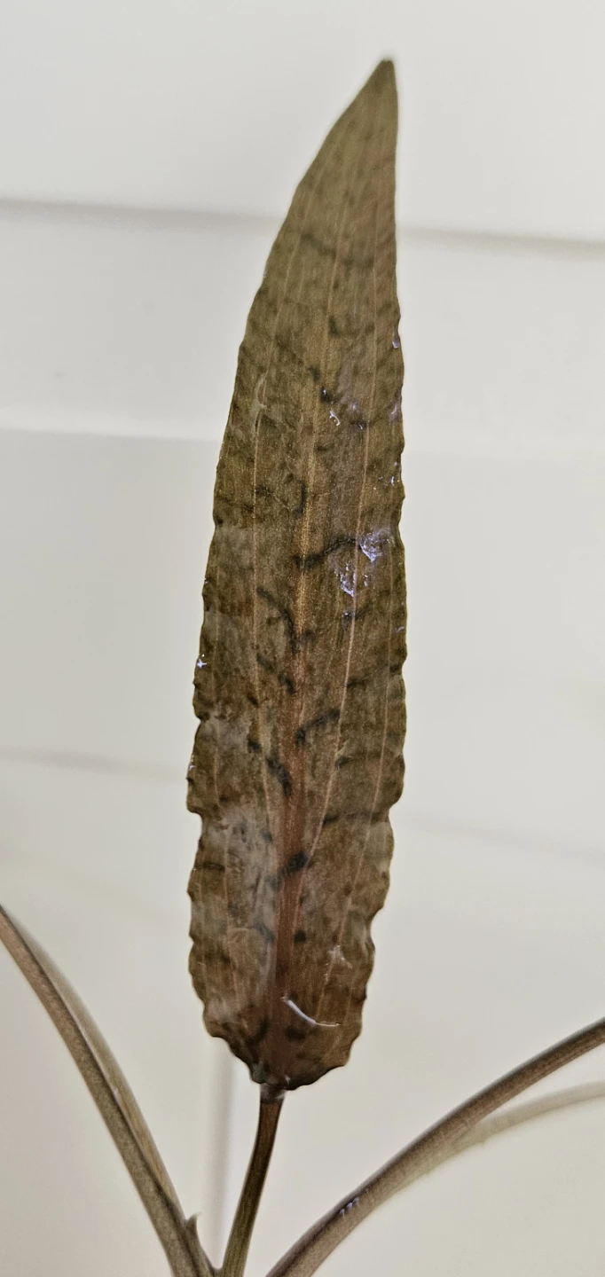 Cryptocoryne Wendtii "Brown" - photo 3