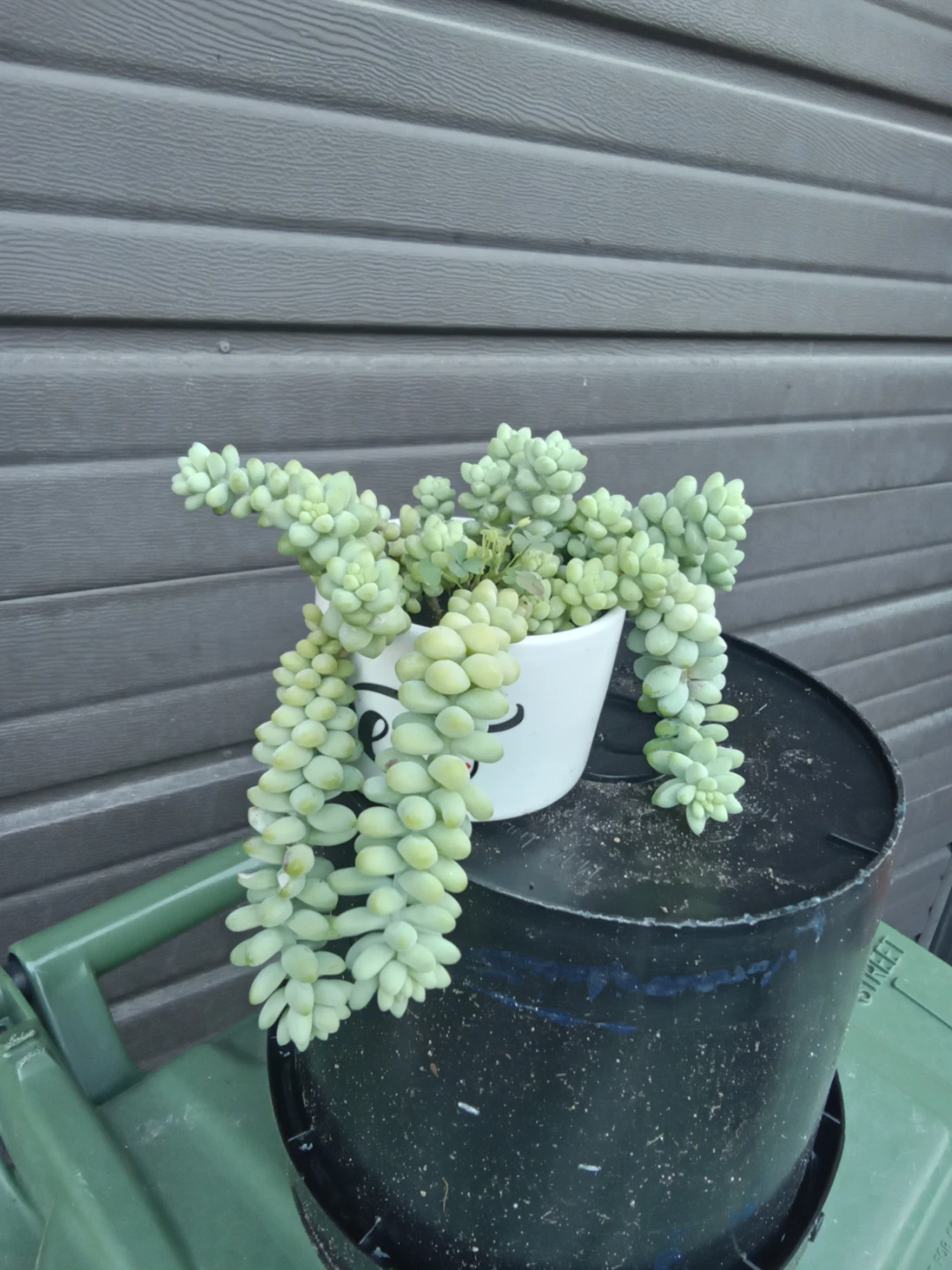 Burro's tail