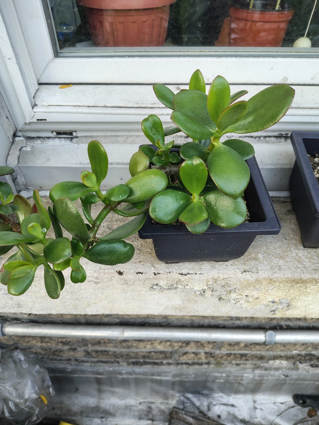 Jade Plant in Pot $13 - photo 2