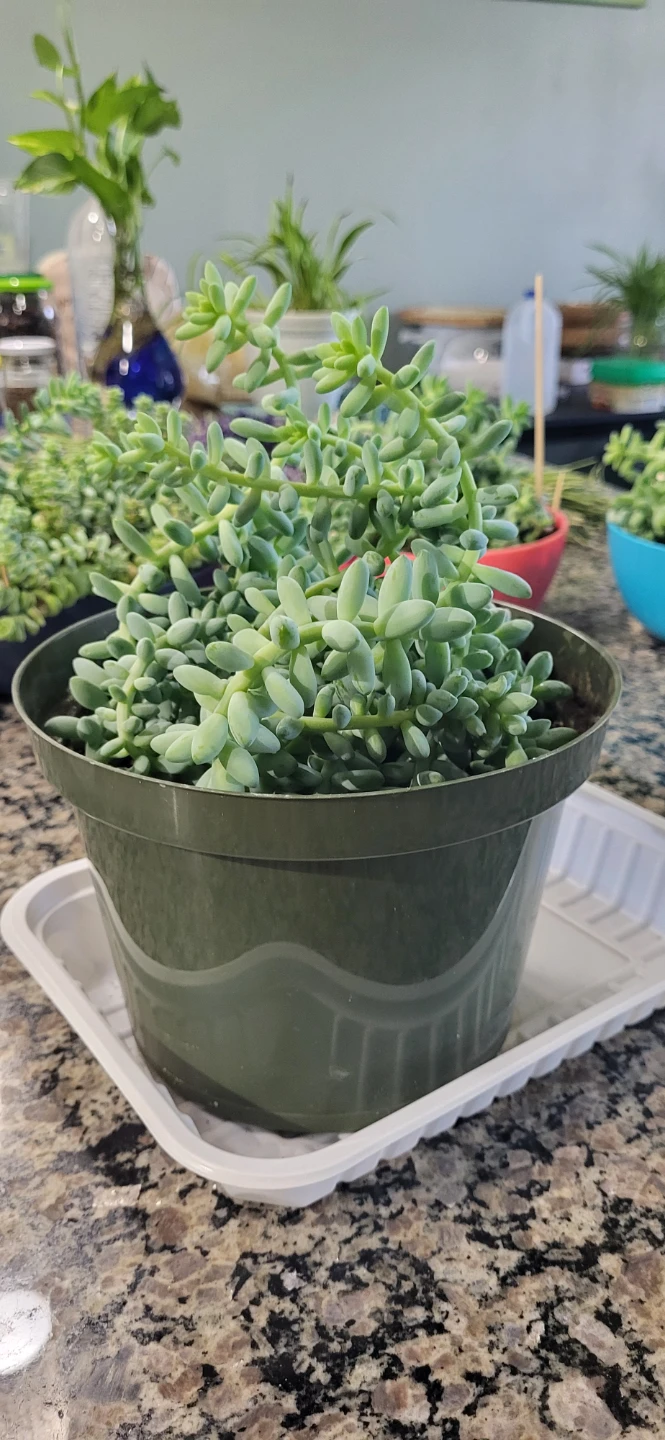 Burro's Tails succulent - photo 2