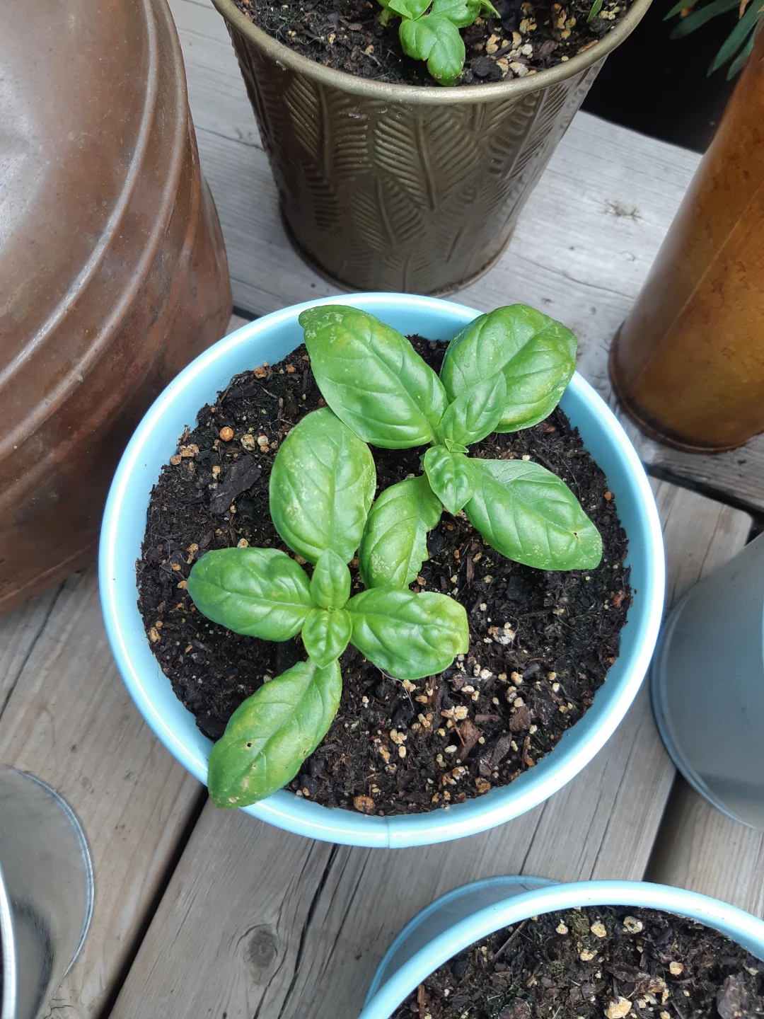 Basil Plants available