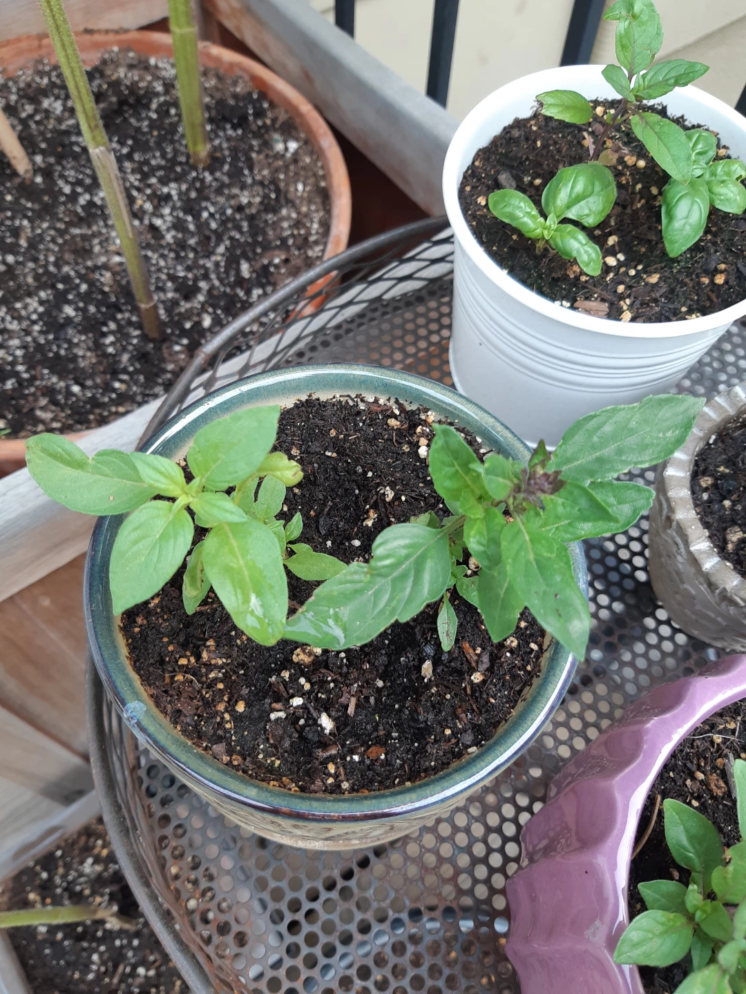 Basil Plants available - photo 3
