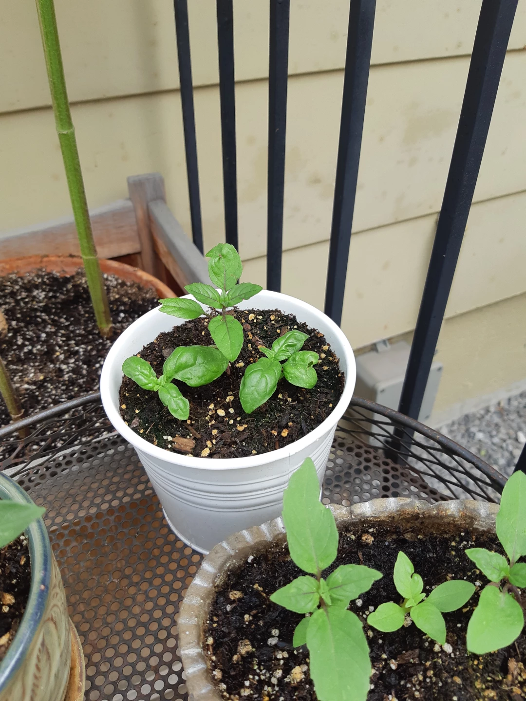 Basil Plants available - photo 4