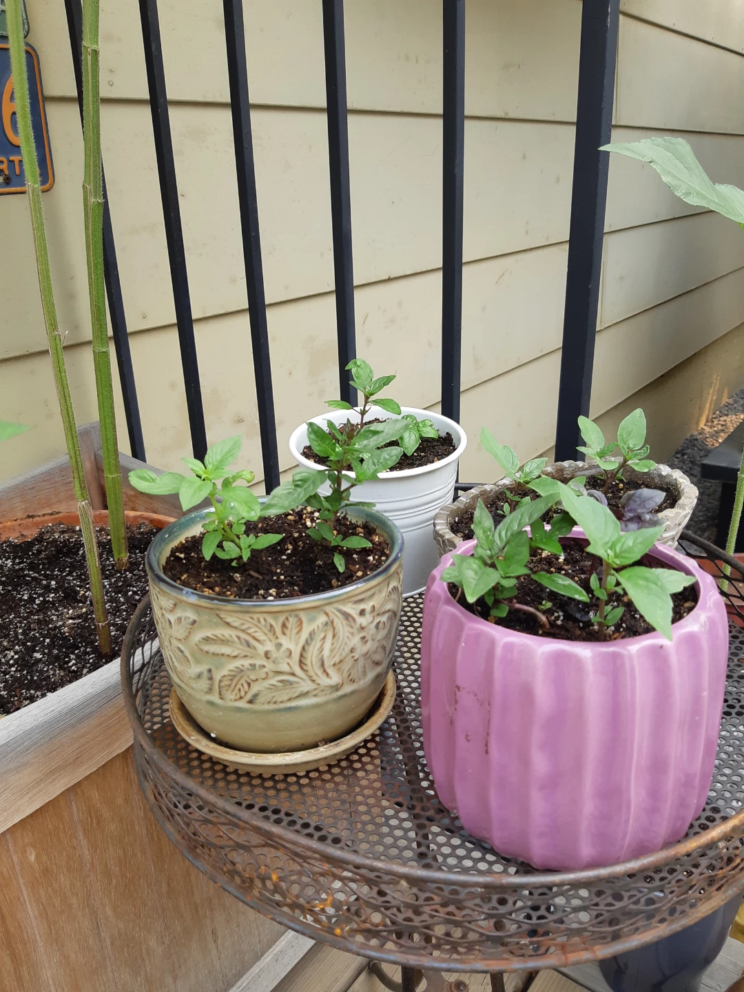 Basil Plants available - photo 5