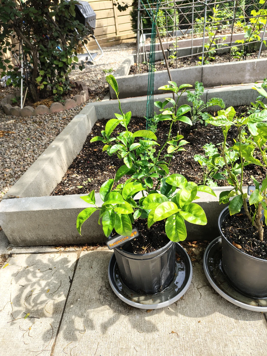 Tangerine Tree Plant