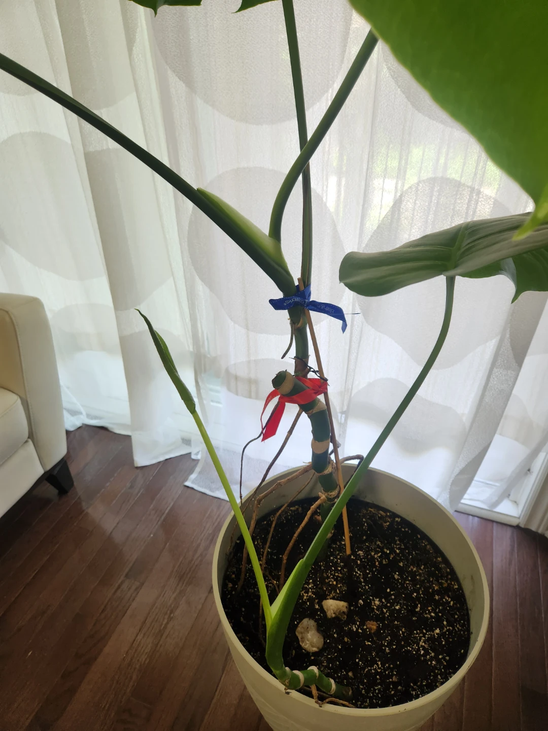 Monstera Deliciosa Plant - photo 5