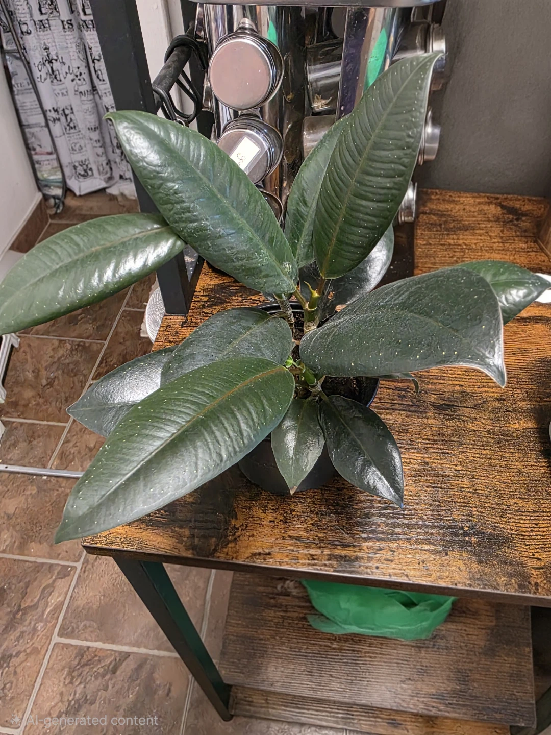 Burgundy Rubber Plant