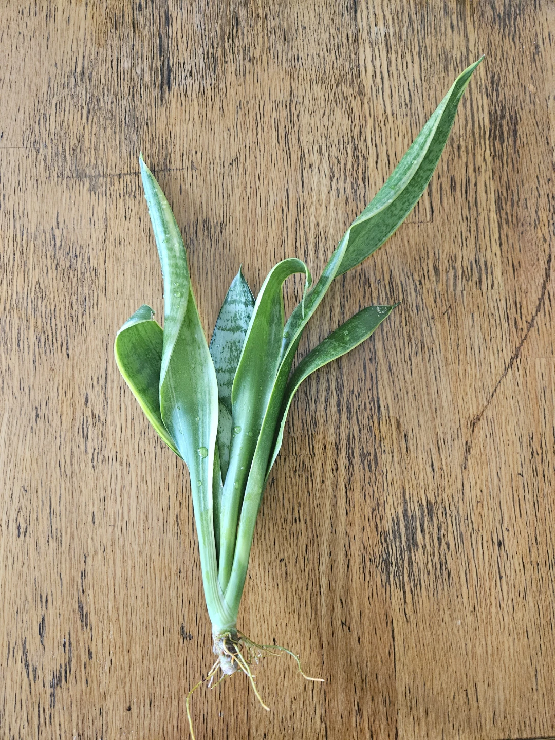 Snake Plant Cutting with Roots