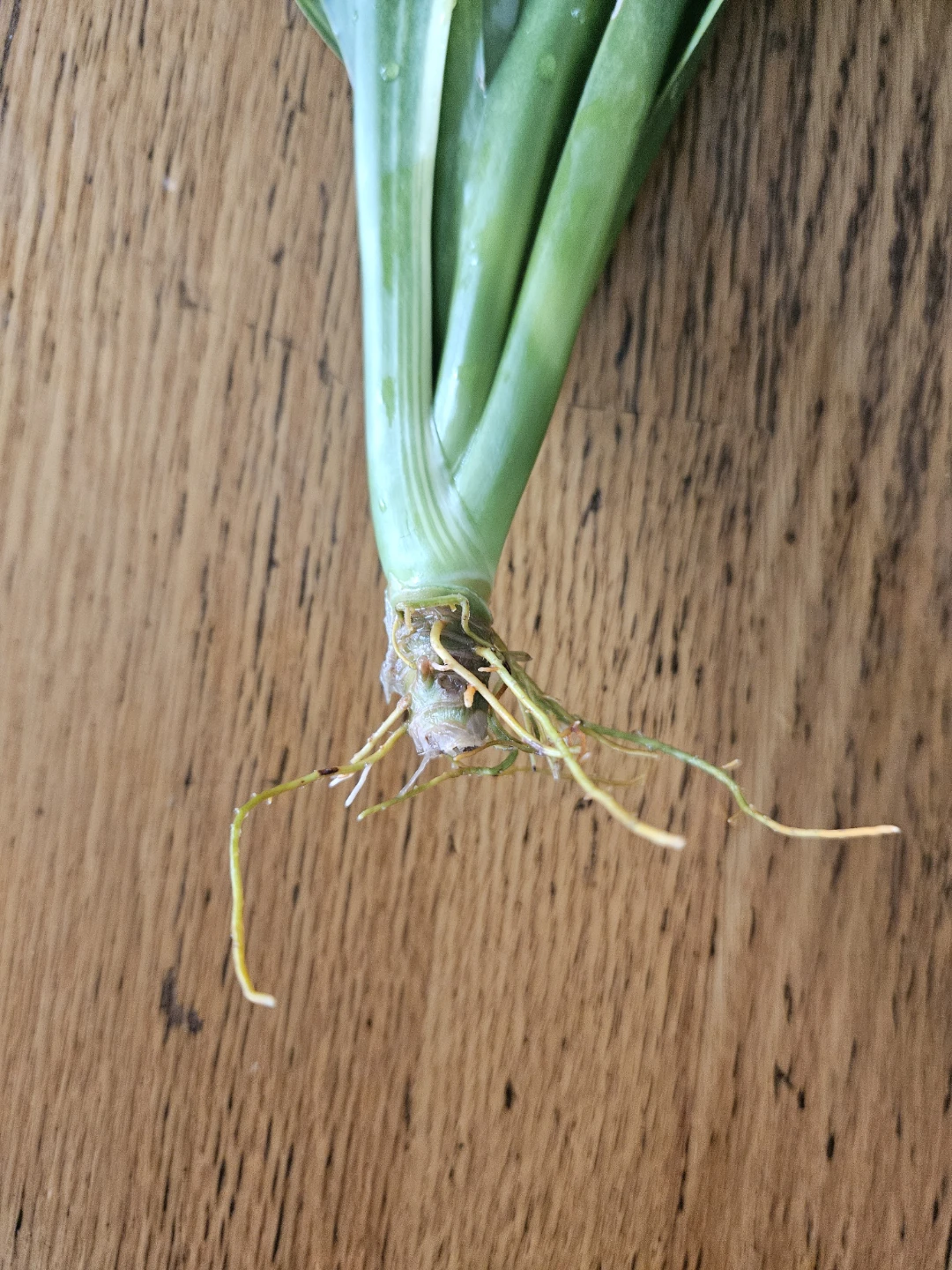 Snake Plant Cutting with Roots - photo 2