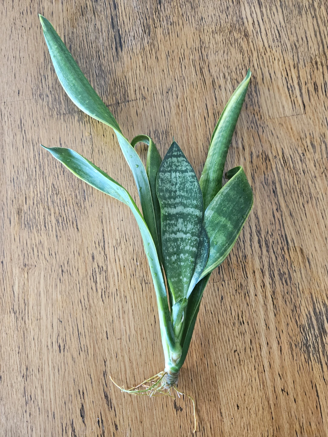 Snake Plant Cutting with Roots - photo 3