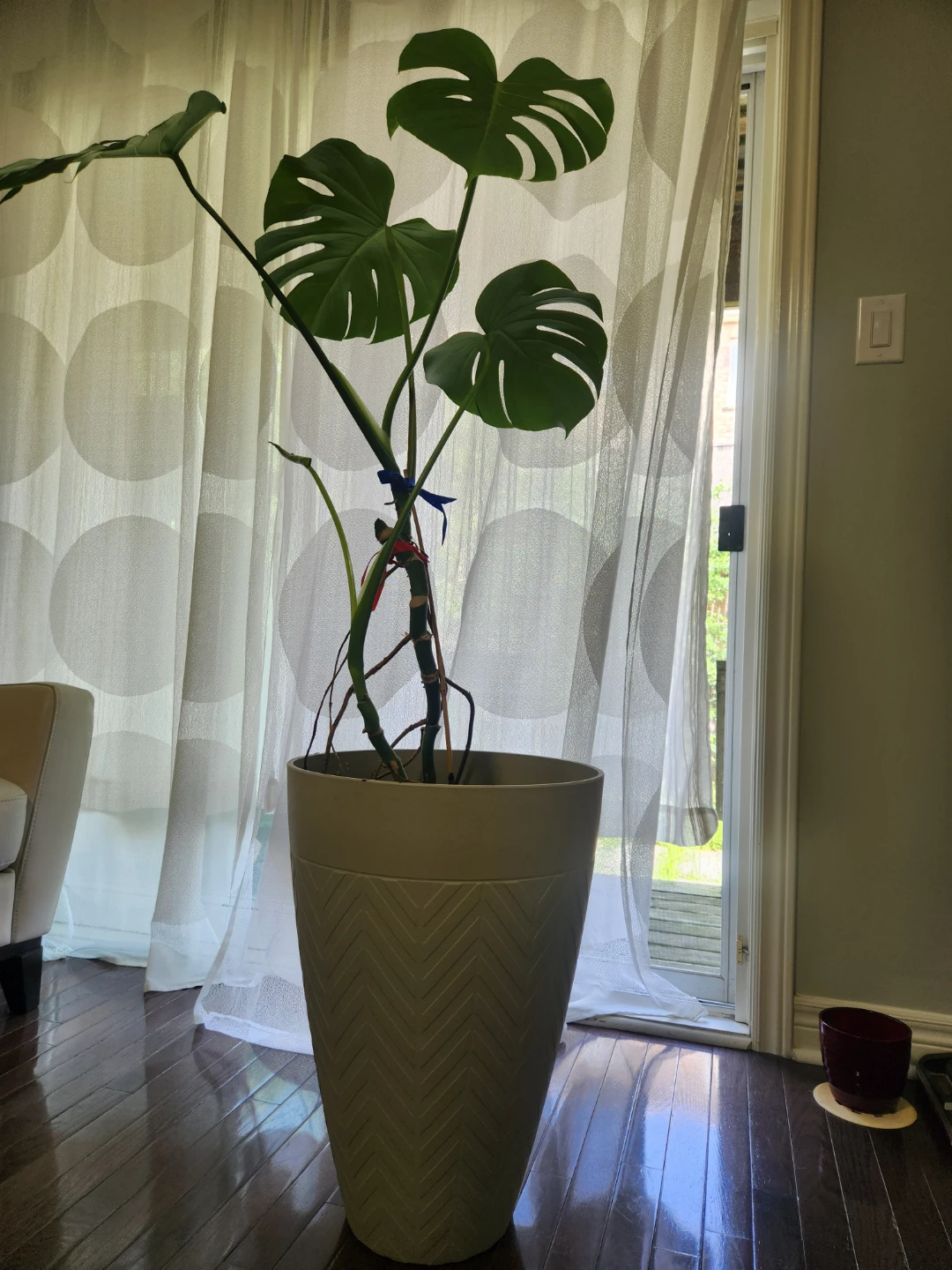 Monstera Deliciosa Plant - photo 3