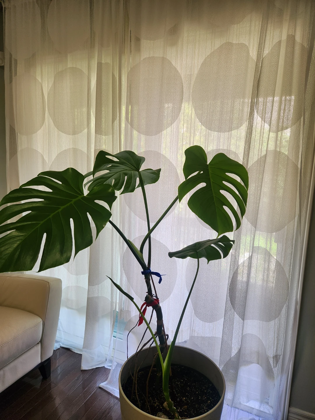 Monstera Deliciosa Plant - photo 4