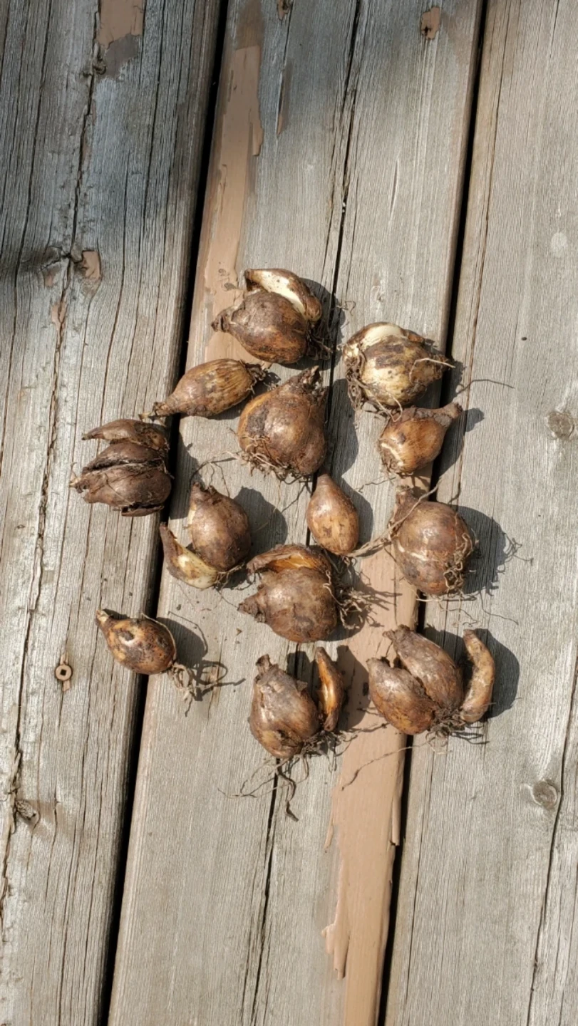 Daffodil Bulbs