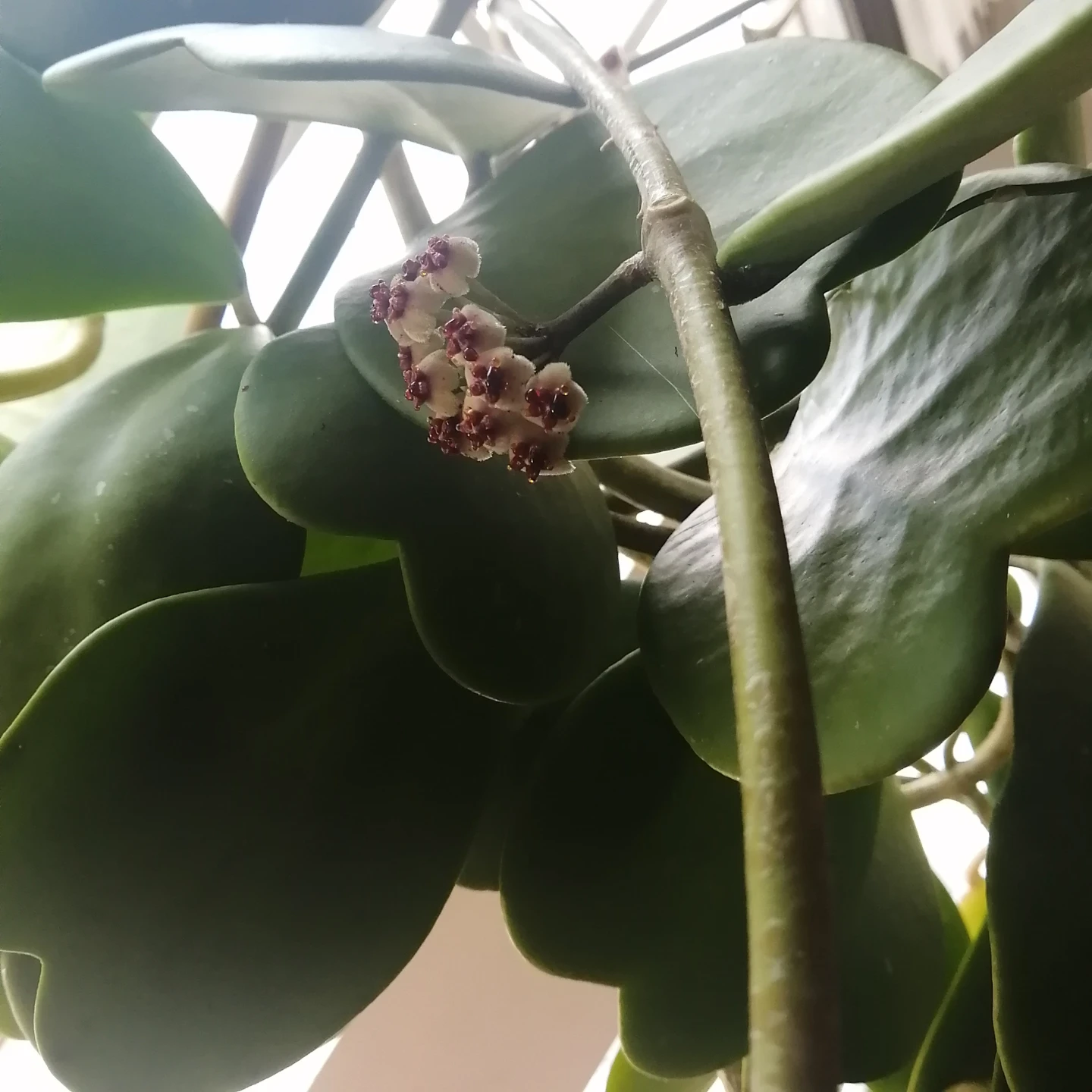 Healthy Hoya Kerrii Plants