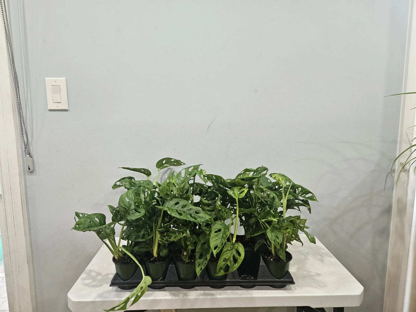 Monstera Swiss Cheese Adansonii Plant