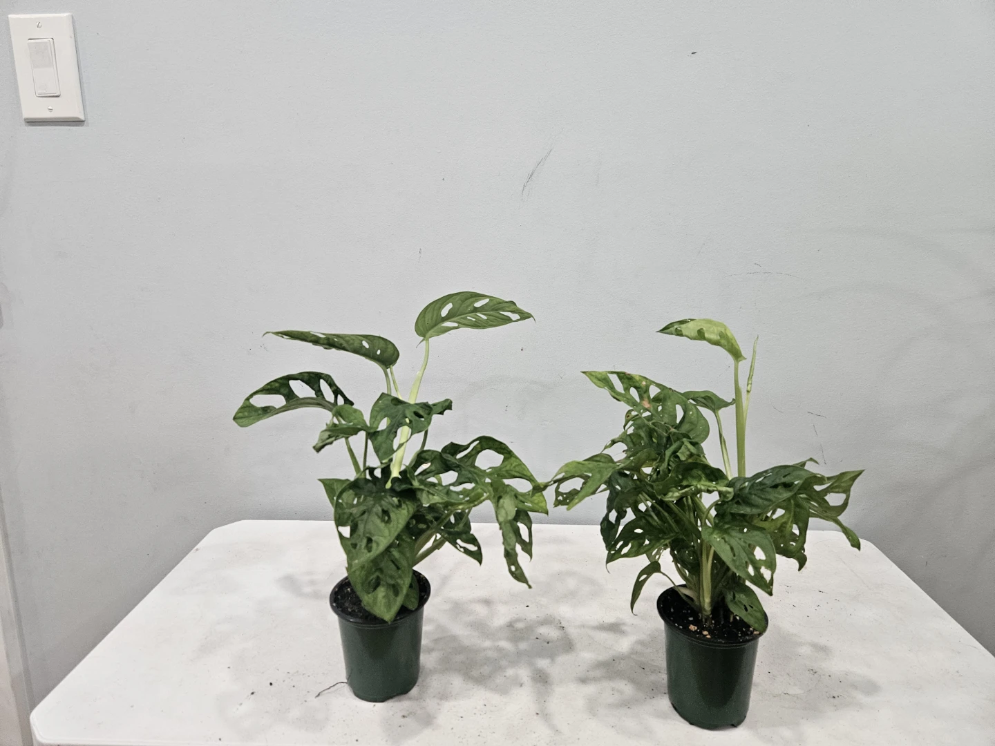 Monstera Swiss Cheese Adansonii Plant - photo 3