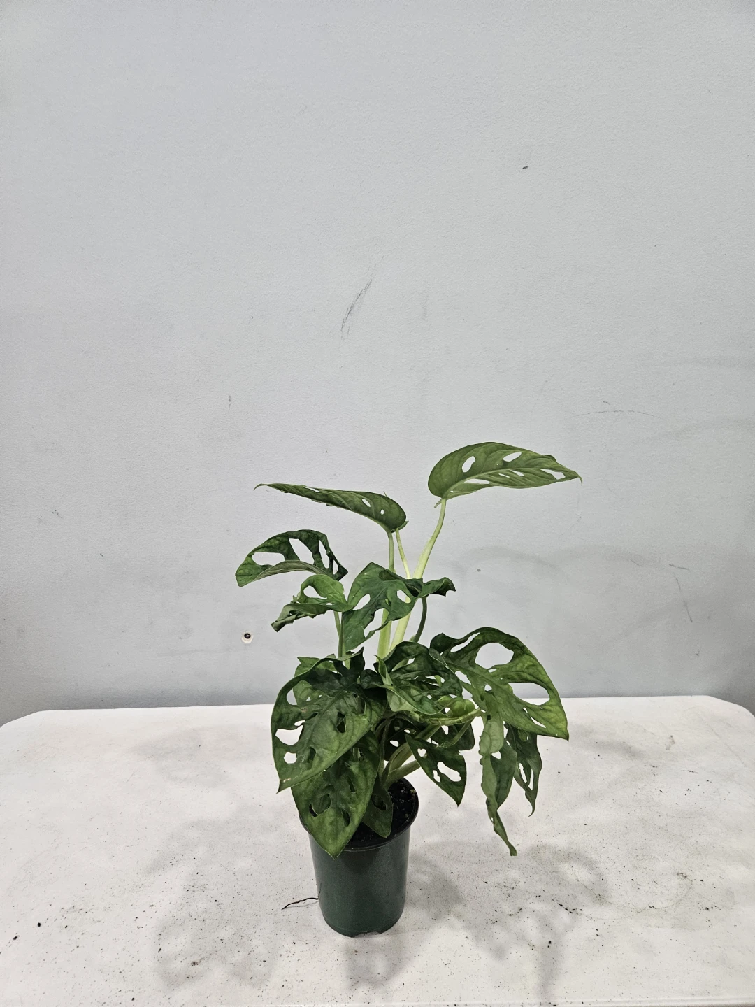 Monstera Swiss Cheese Adansonii Plant - photo 4