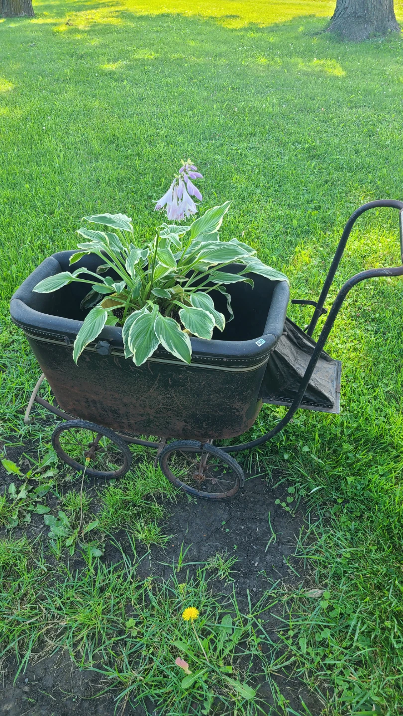 Assorted outdoor Plants $1 to $7 - photo 2